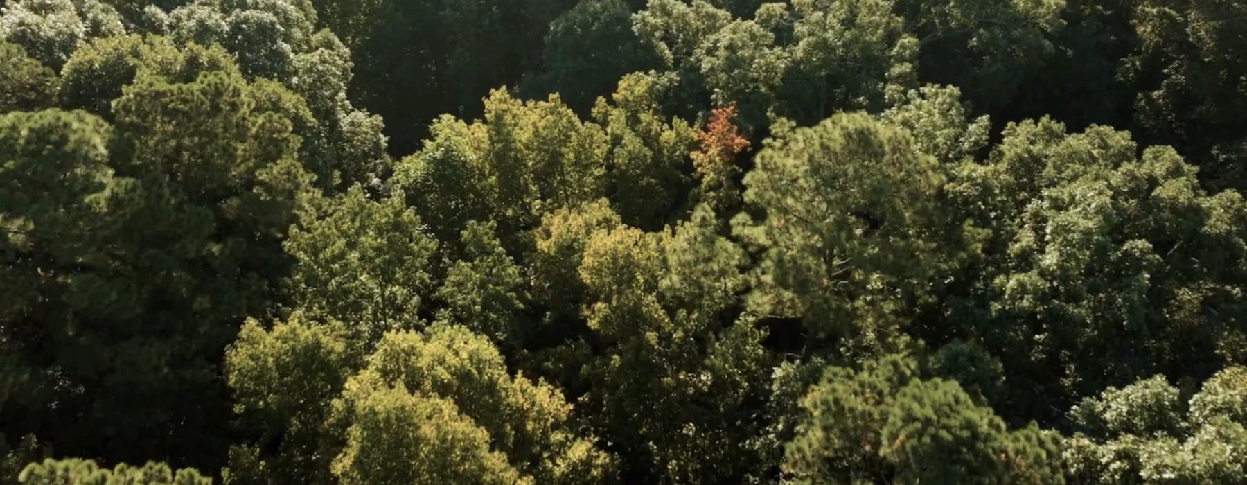 an aerial view of a forest